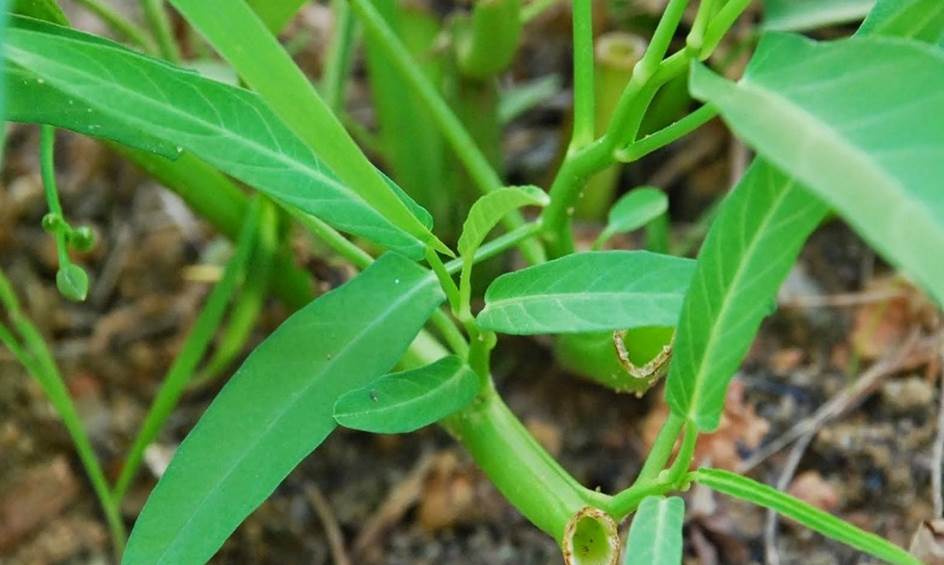 cara memilih bibit kangkung star farm