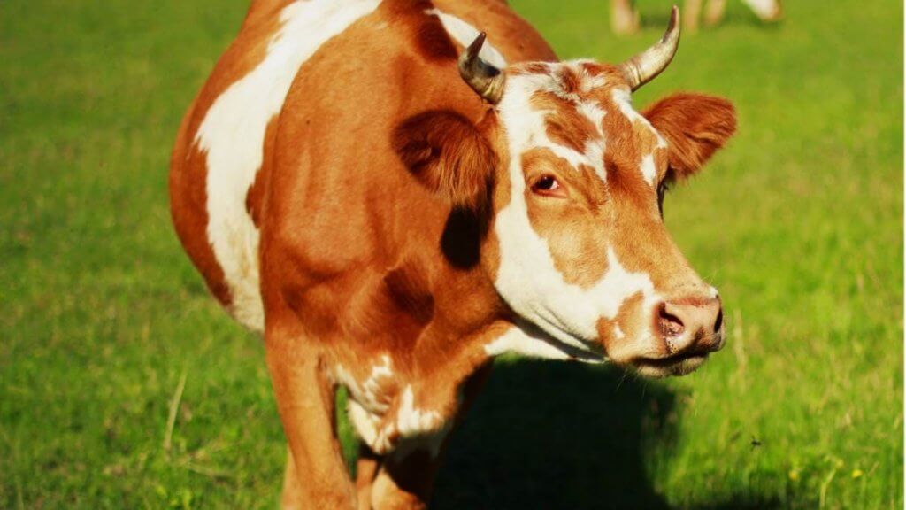 fungsi hewan qurban Star Farm