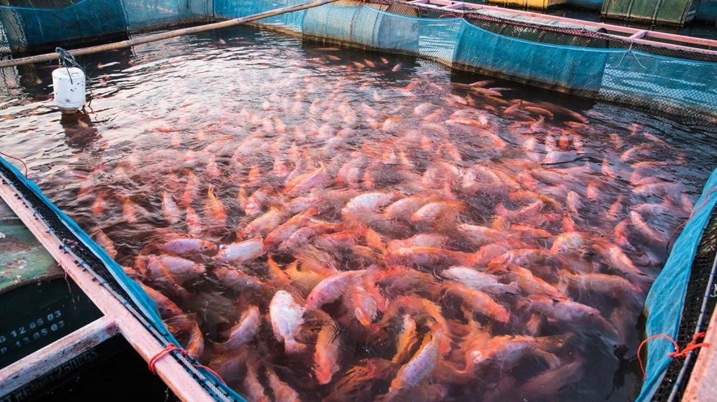 hama dan penyakit ikan nila star farm