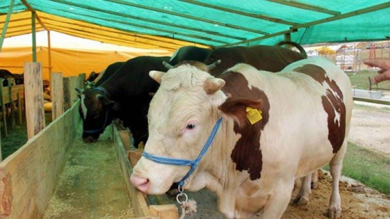 hewan qurban menjadi kendaraan di akhirat star farm