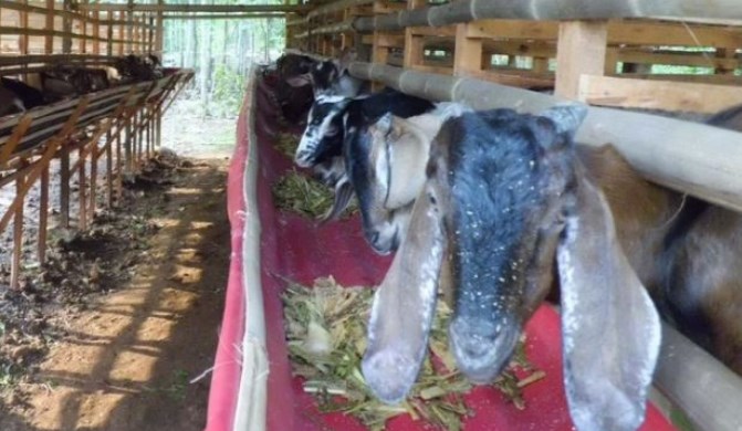 Pakan-ternak-kambing-fermentasi-star-farm