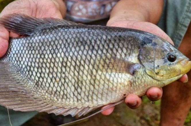 budidaya-ikan-gurame-star-farm