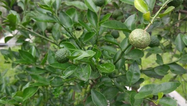 budidaya-jeruk-sambal-Star-Farm