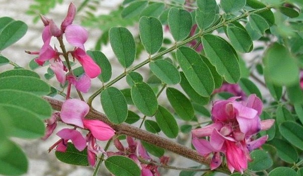 cara-budidaya-Indigofera-star-farm