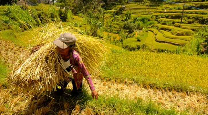 Indonesia Lumbung Pangan Dunia 2045