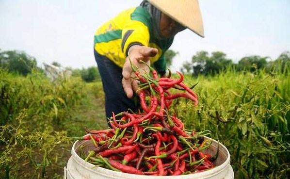 pangan untuk negeri