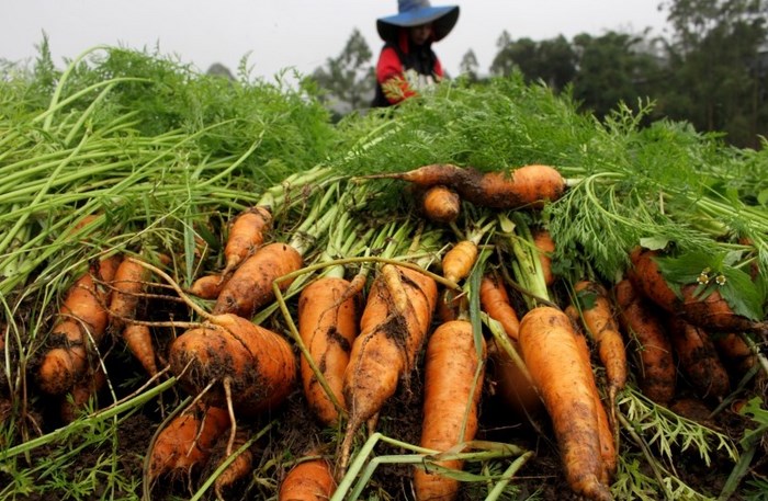 cara mencetak petani muda