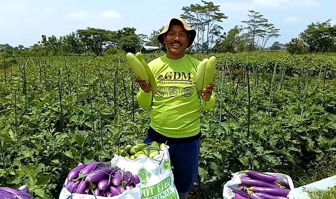 Patut Bangga Tanaman Organik  Indonesia Telah Masuk Pasar 