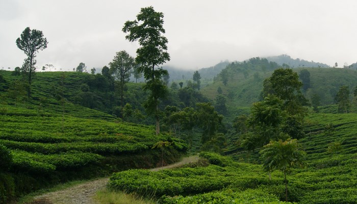 agrowisata terkenal di Indonesia