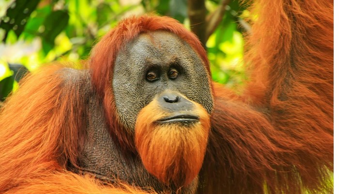 fakta unik orang utan