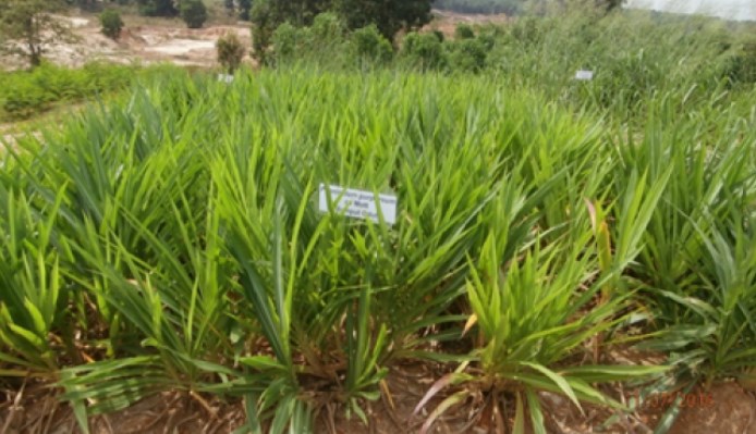 keunggulan rumput odot star farm