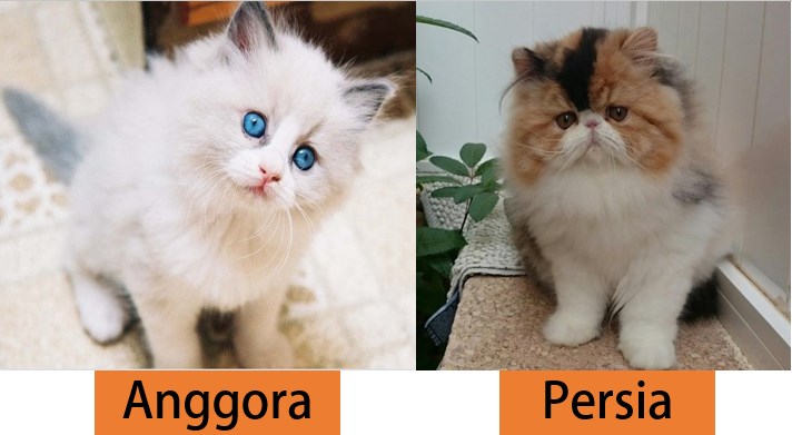 perbedaan kucing anggora dan persia