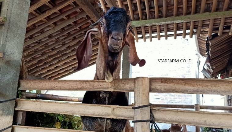 cara ternak kambing jawa