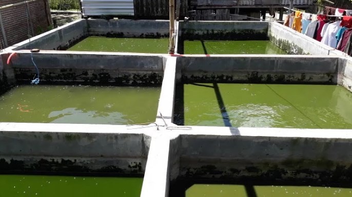 Budidaya Belut di Kolam Tembok star farm