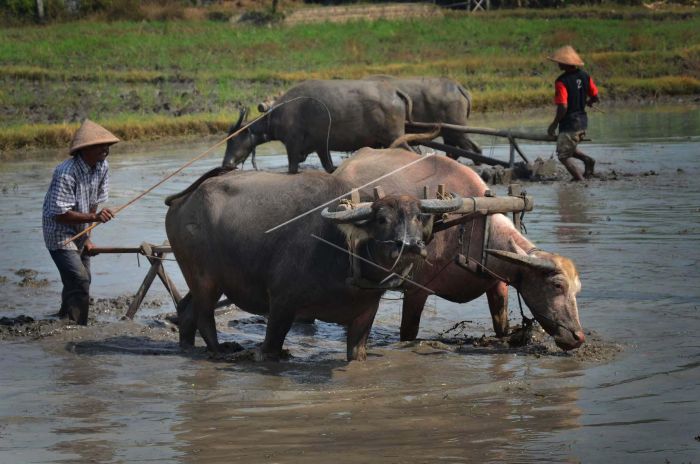 membajak sawah dengan kerbau