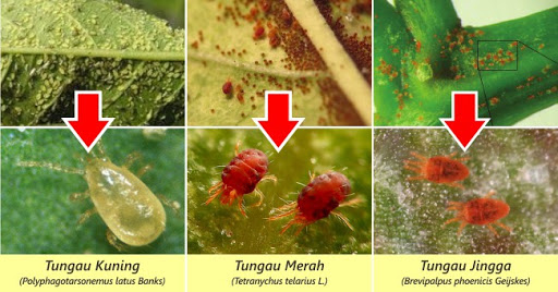 Mengenal lebih dekat hama tungau