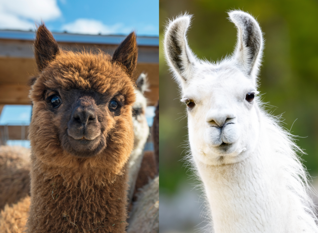 Perbedaan Alpaca dan Llama