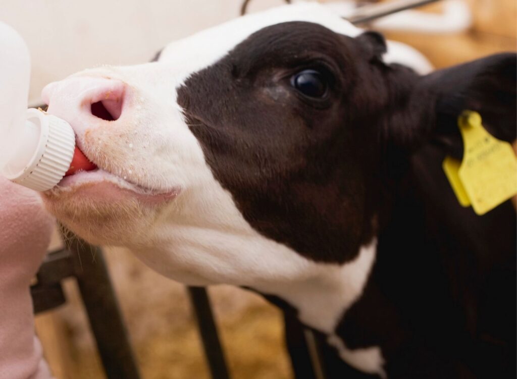 Penggunaan Dot Anak Sapi