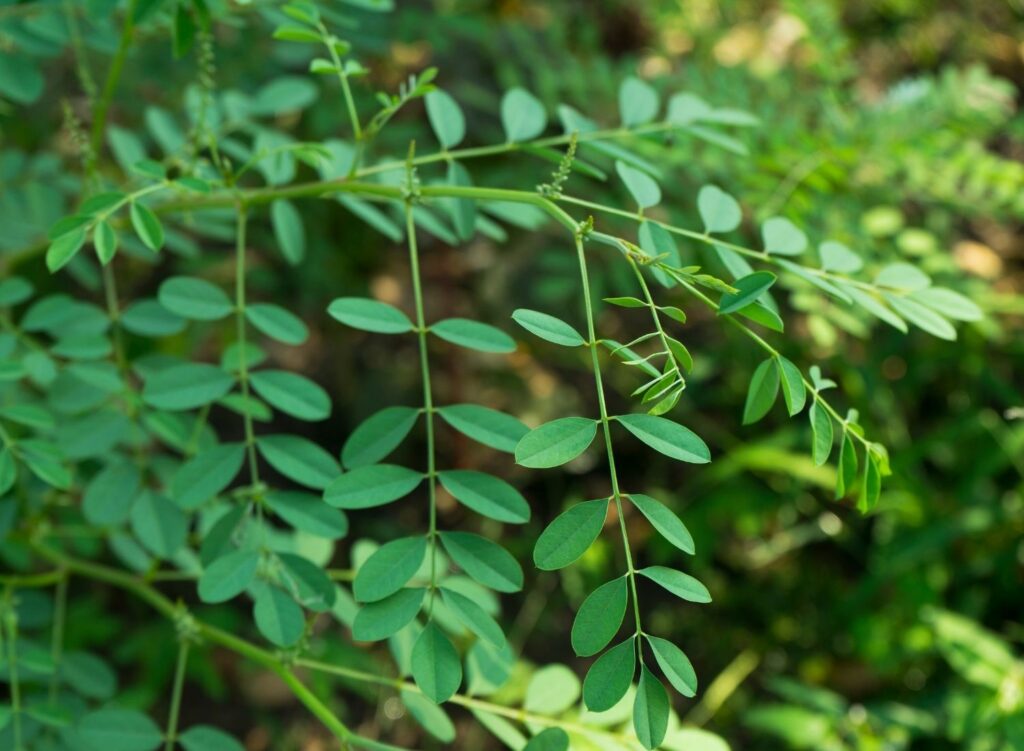 tanaman indigofera