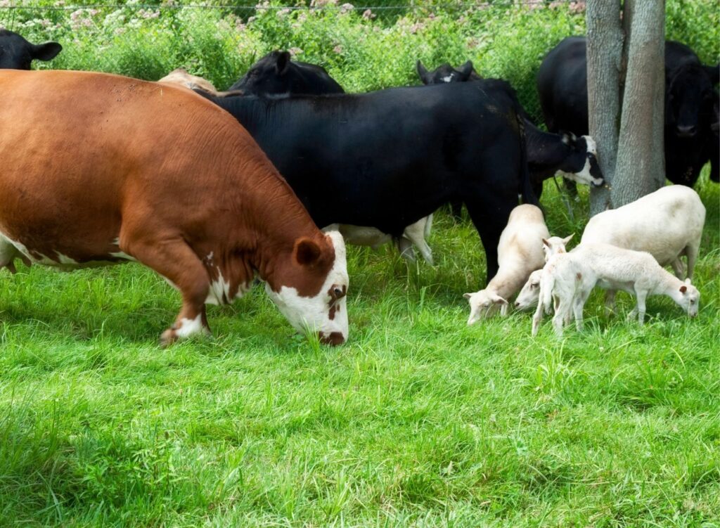 Susu Sapi Susu Kambing