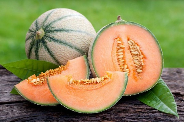 melon hidroponik