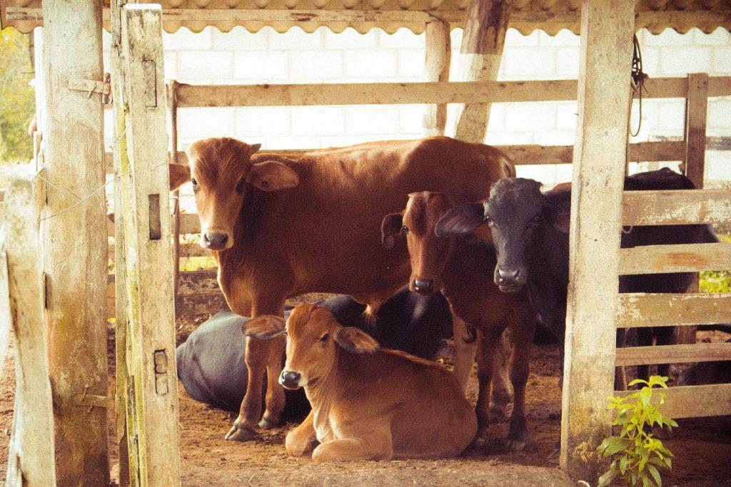 Penyakit Sapi Dan Kambing