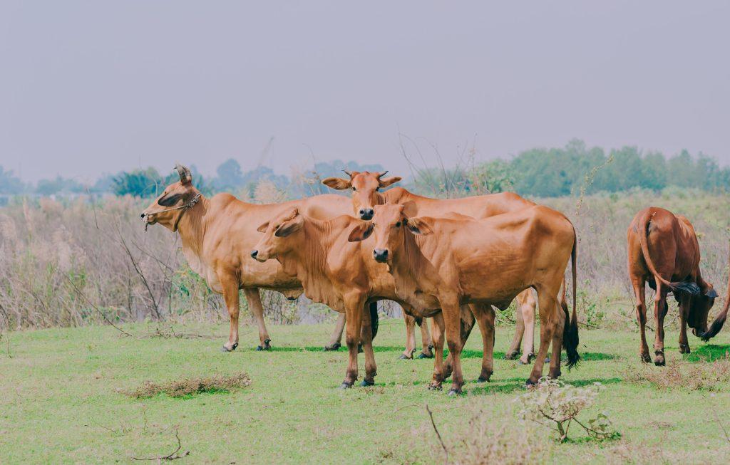 Penyakit Penyakit Pada Sapi