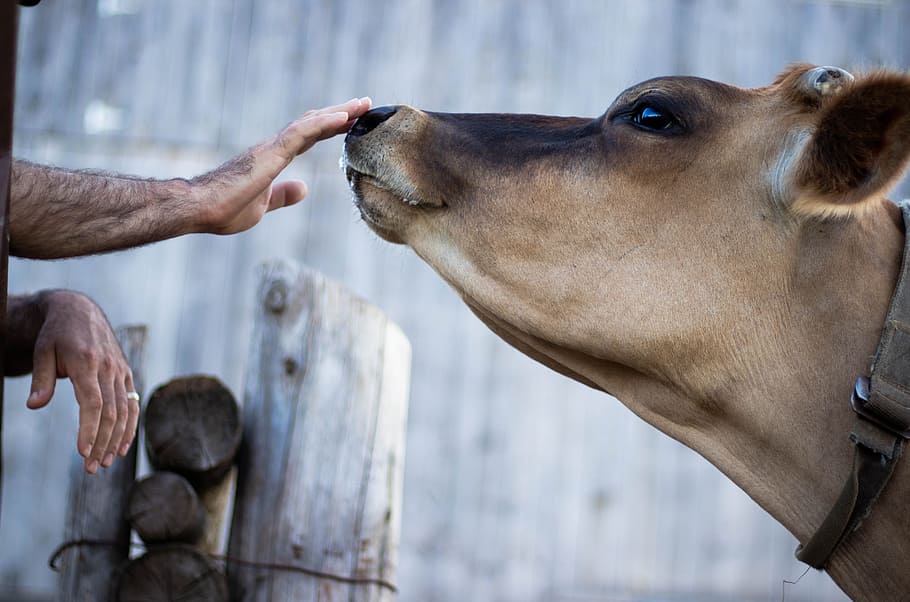 Obat PMK Sapi